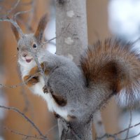 Белочка,орех,последний лист. :: Алексей Хаустов