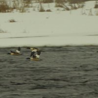 большой крохаль в полёте над Лугой :: Михаил Жуковский