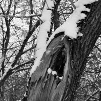 старое дерево :: Yulia Sherstyuk