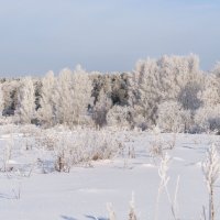 Из серии..Стоят красотки, стоят в сторонке... :: олег 