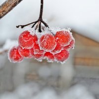 Снежинки облюбовали калину... :: Olesya Glaros