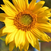 sunflower :: Anna Yaralyan
