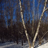 Под голубыми небесами Великолепными коврами, Блестя на солнце, снег лежит :: Андрей Лукьянов