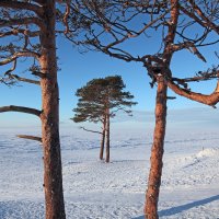 Северодвинск. Море и сосны :: Владимир Шибинский