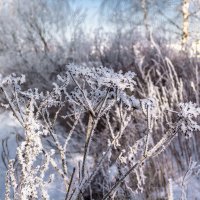 Природа в снегу :: Андрей Баськов