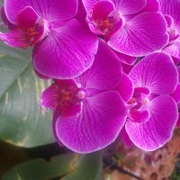 Орхидеи :: Герович Лилия 