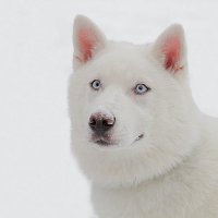 Снежный пес :: Наталья Каравай