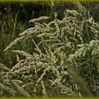 Цветение трав :: Любовь Чунарёва