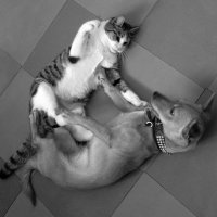 дружеская игра кота и собаки :: Наталья Бугримова