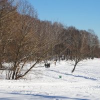 В зимнем парке. :: Юрий Шувалов