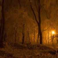 Волшебный лес :: Геннадий Катышев
