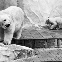 Polar bears :: Сергей Nikon