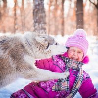 Фотосесия с хаски :: Лора Плотникова