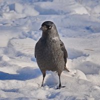 Фотомодель. :: Валера39 Василевский.