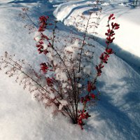 зимний букет :: Леонид Виноградов