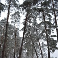 Зимний лес :: Svetlana Kravchenko