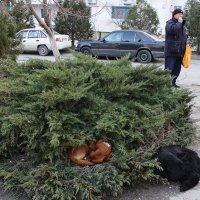 древесные собачки в гнезде:) :: Алиса Колпакова