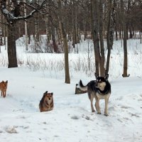 В парке "Красное Село" :: Алла Aпшиник