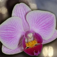 Орхидея :: Виктор Филиппов