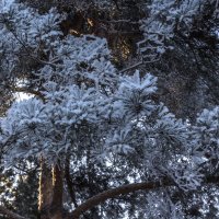 Ветки в снегу :: Андрей Баськов