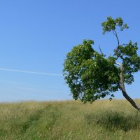 Дерево :: Нелли Денисова