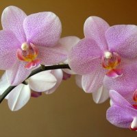 Орхидея-паук :: Сергей Карачин