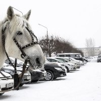 Лошадь и лошадиные силы, облаченные в металл. :: Александр Рейтер