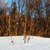 Зимний лес :: Евгений Петерс