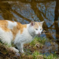 Недомашний кот :: Александр Крупский