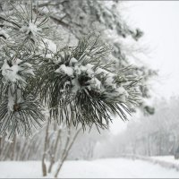 Снежно-туманная мгла. :: Лев Колтыпин 