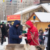 Перекур у оленя :: Андрей Липов