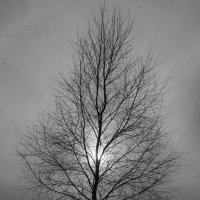 Солнце сквозь дерево :: Dmitriy Stoyanov