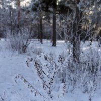 В парке :: Андрей Баськов