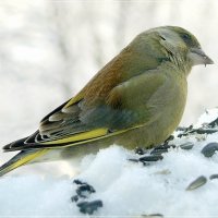 В семечках... :: Андрей Медведев