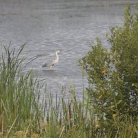 Журавль :: Вадим Кузнецов