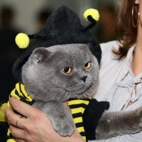Апрельский кот 2012 :: Андрей Юзеев