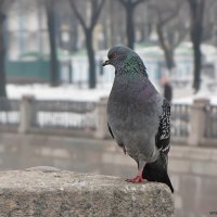 Питерский голубь :: Ольга Тихомирова