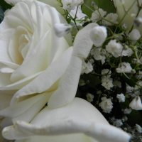 Букет из белых роз :: Евгений Филатов