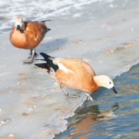 Водопой :: Сахаров Александр