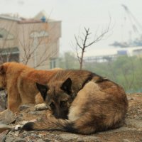 Бродячие собаки Владивостока. :: Евгений Поляков