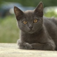 Внимательная кошка из соседнего подъезда. :: Евгений Поляков
