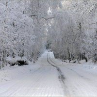 Лесная дорога :: Юлька Васковская