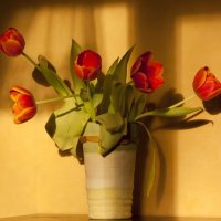 Золотистые тюльпаны :: vik zhavoronka
