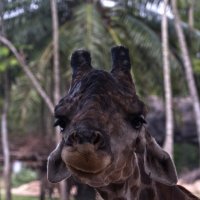 Зоопарк в Тайланде :: Ирина Лихтионова
