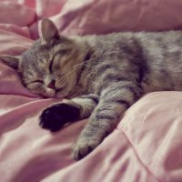 Sleepy kitty :: Alex Esseker