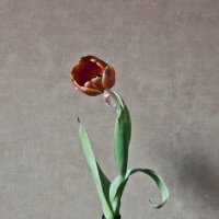 Одинокий тюльпан :: vik zhavoronka