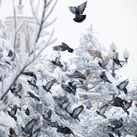 Сквозь снег :: Андрей Асеев