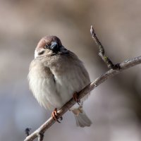 Сижу я тут один..., позабыт, позаброшен... :: Анатолий Тимофеев