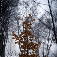 Дерево :: Сергей Боровков