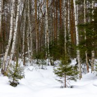 Лес в ожидании весны :: Алексей Багашев
